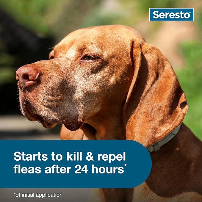 Seresto Flea & Tick Collar for Dogs Over 18 lbs., Treatment & Prevention, Vet-Recommend, 8 Month Protection (Pack of 2)