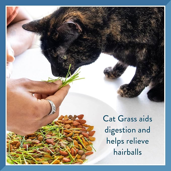 Pet Greens 4 Pack Cat Grass Garden Wheatgrass self Grow and Medley Oat, Rye and Barley, 2 of Each 3oz Package