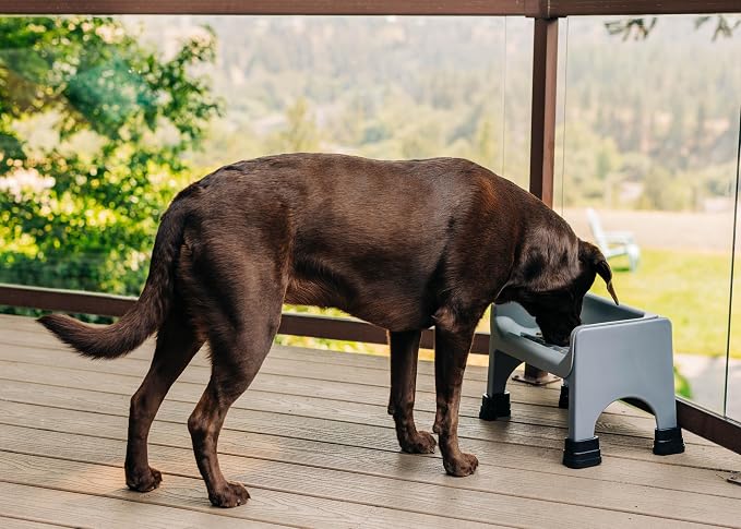 Fluff Trough Elevated Dog and CAT Feeder, Black, X-Large