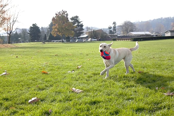 Chuckit! Kick Fetch Ball Dog Toy (Large) Fumble Fetch Dog Toy (Small)