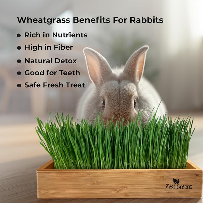 Rabbit Grass Growing Kit – Easy, Self-Watering System for Fresh, Healthy Indoor Greens