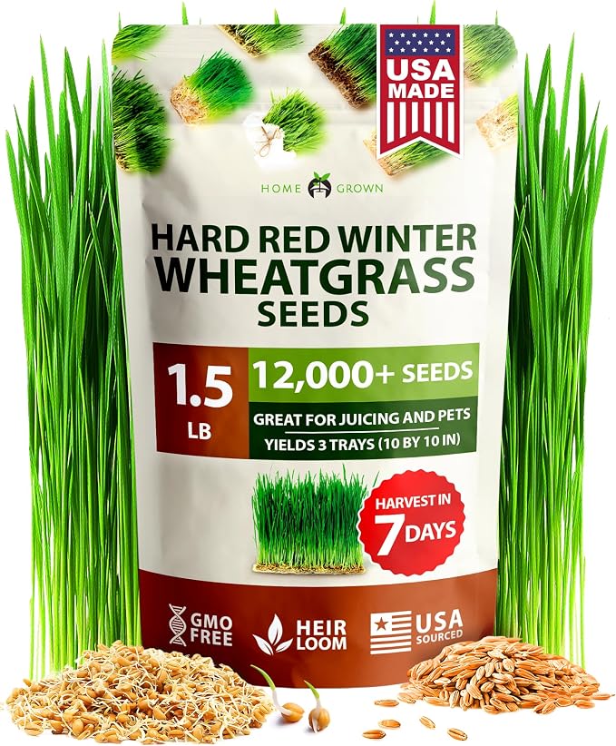 HOME GROWN 12,000+ Wheatgrass Seeds Bulk Pack & 𝗨𝗦𝗔 𝗣𝗥𝗘𝗠𝗜𝗨𝗠 Rosemary Seeds Pack - 150 & Thai Basil Seeds Pack - 438