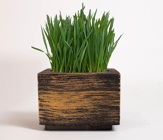 Cat Grass for Indoor Cats – Organic Grass Kit with Interactive Flippy Fish Toy (Black Gold)