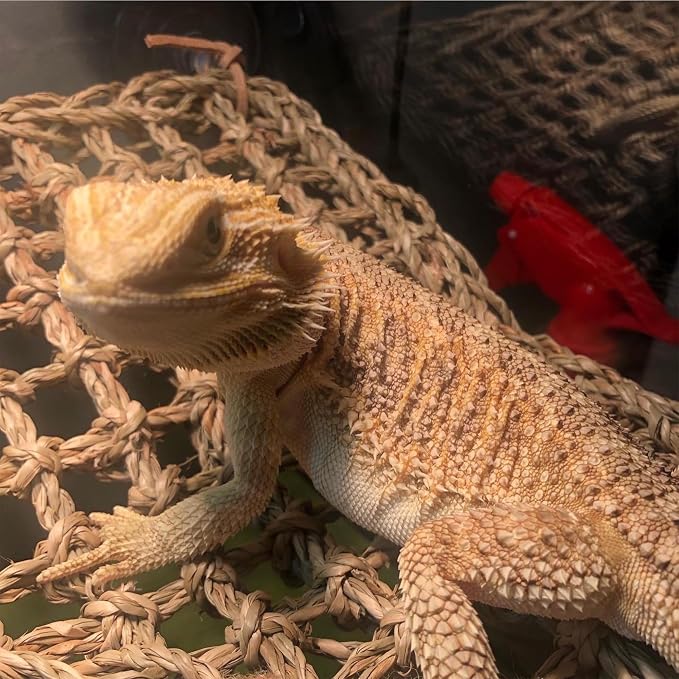 Bearded Dragon Hammock Reptile Lounger for Chameleon, Lizards, Geckos, Snakes, Lguana Reptiles, Tortoises Reptile & Amphibian Habitat Décor