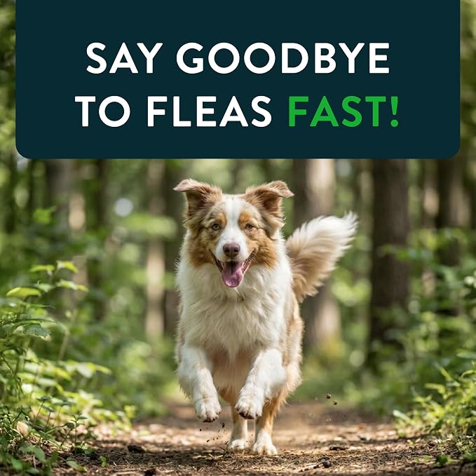 Capstar(nitenpyram) for Dogs Fast-Acting Oral Flea Treatment for Dogs Over 25 lbs, Vet-Recommended Medication Tablets Start Killing in 30 Minutes, 60 Doses