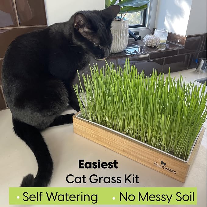 Self-Watering Cat Grass Kit and Cat Grass Refills - 4 Mats and 4 Cat Grass Seed Packets (Cat Grass Refill Kit)
