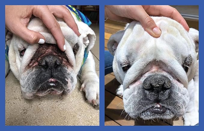 Squishface Wrinkle Paste - 2 Pack - Bulldog, French Bulldog, Pug, English Bulldog – Cleans Wrinkles, Tear Stain, Tail Pockets, and Paws – Anti-Itch Tear Stain Remover & Bulldog Wrinkle Cream, 2 Oz.