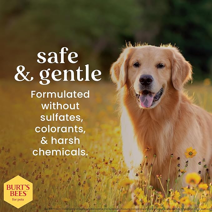 BURT'S BEES FOR PETS Naturally Derived Deodorizing Spray for Dogs - Best Dog Spray for Smelly Dogs - Made with Apple & Rosemary - Cruelty Free, Made in USA, 10 oz - 6 Pack