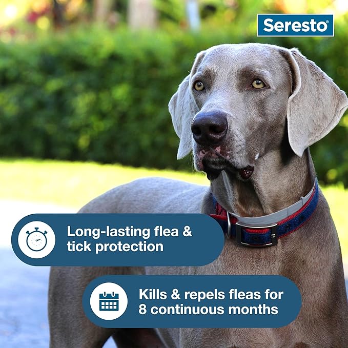 Seresto Flea & Tick Collar for Dogs Over 18 lbs., Treatment & Prevention, Vet-Recommend, 8 Month Protection (Pack of 2)