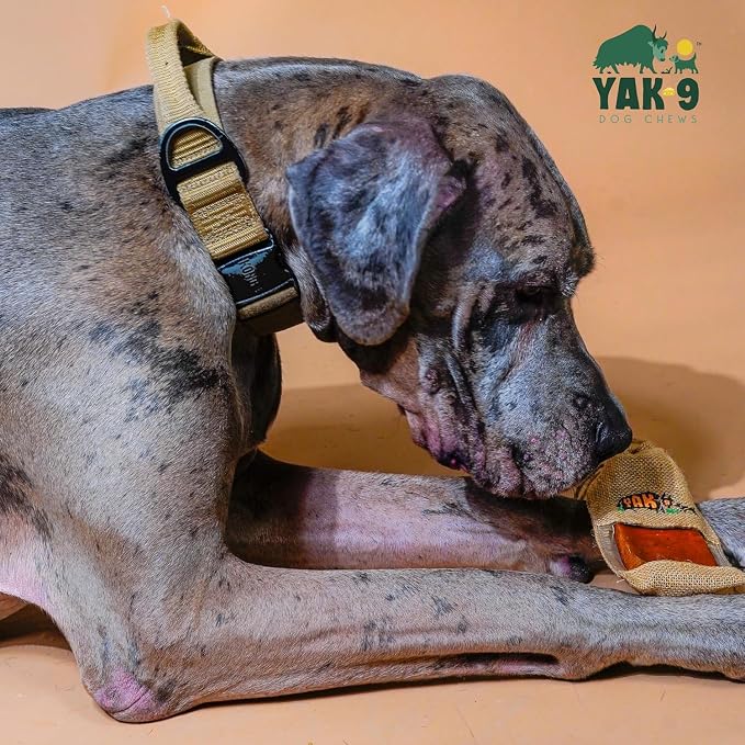 Yak9 Yak Cheese Himalayan Dog Chews | High Protein, Non Rawhide Dog Chews Long Lasting | Non GMO, Gluten Free, Grain Free | Medium Cow & Yak Milk Dog Chew, 2 PC