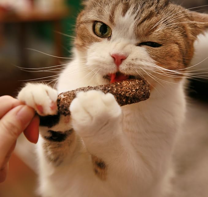 Best Pet Supplies Natural Silvervine Cat Chew Toy | Interactive Silver Vine Chewing Toys with Catnip Like Effect - Trio Lollipop, 2 Packs of 3, One Size