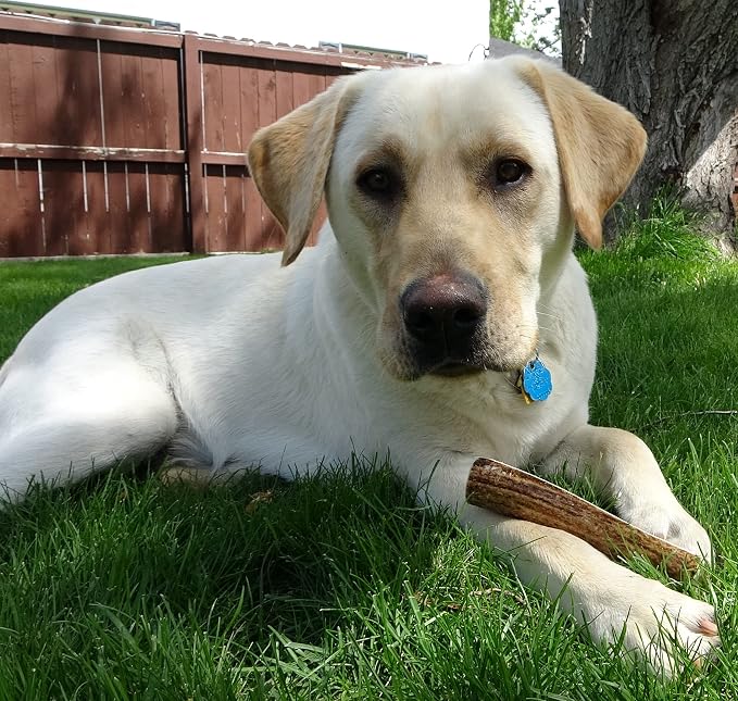 Elkhorn Premium Chews - Medium Split Single Pack (for 20-40 lb Dogs and Puppies) Premium Grade Elk Antler for Dogs (1 Piece) Sourced in the USA