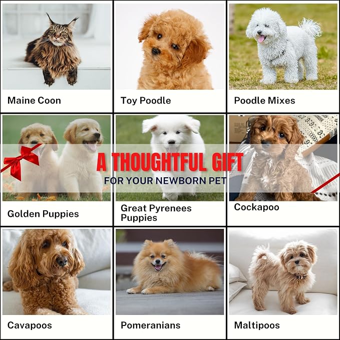 Grooming Dog Slicker Brush for Toy Poodle, Small Doodles & Maine Coon Cats - Best Dog Brush for Cockapoo Cavapoo Maltipoo and Pomeranian - Pet Slicker Brush & Comb Kit for Cats & small Great Pyrenees