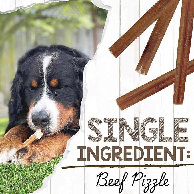 Nature Gnaws Large Bully Sticks for Dogs 5-6" (15 Count) - Thick Long Lasting for Aggressive Chewers and Large Dogs - Natural Beef Dog Chew Bones