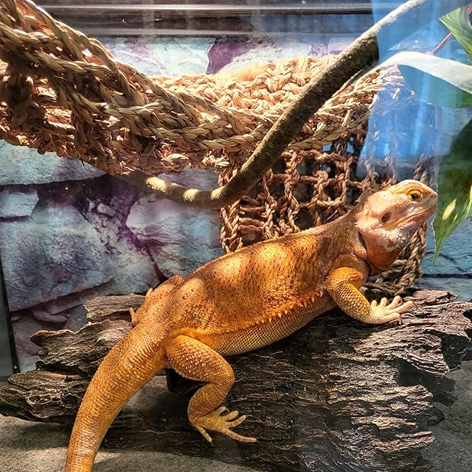Bearded Dragon Hammock Reptile Lounger for Chameleon, Lizards, Geckos, Snakes, Lguana Reptiles, Tortoises Reptile & Amphibian Habitat Décor