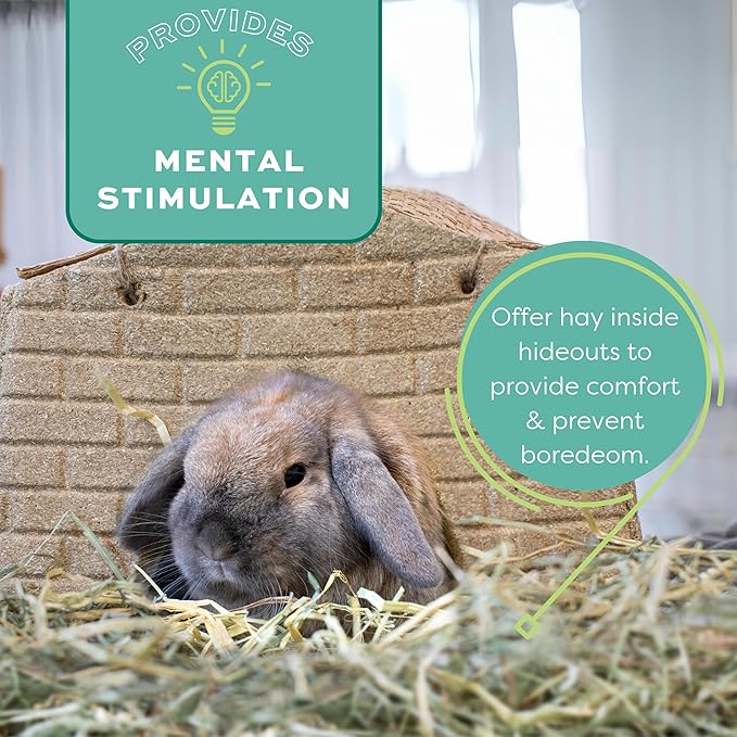 Oxbow Orchard Grass Hay, Rabbit & Guinea Pig Hay, High Fiber for Digestive Health, Grown in USA, Veterinarian Recommended Small Pet Supplies, Bulk Food for Rabbits, Guinea Pigs, & Chinchillas, 40 lbs