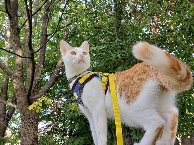 Travel Cat x Argylle Replica Backpack Carrier and Travel Cat & Stray Cat Harness and Leash Set
