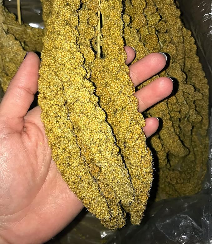 25lbs Economy & Special Spray Millet for Birds – GMO-Free, No Stems (Only Edible Tops) – 100% Natural Sun-Dried Foraging Treat for Cockatiels, Lovebirds, Parakeets, Finches & Canaries