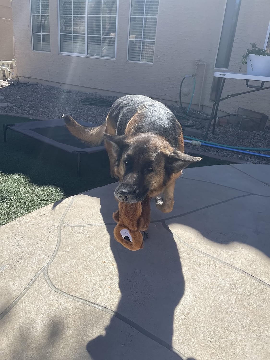 Jalousie 5 Pack Stuffingless Dog Crinkle Paper Toys Dog Toy Dog w/Durable Liner No Stuffing Dog Toy - Dog Toys for Pets Dogs No Stuffing Dog Crinkle Sound Toy for Medium Large Dogs