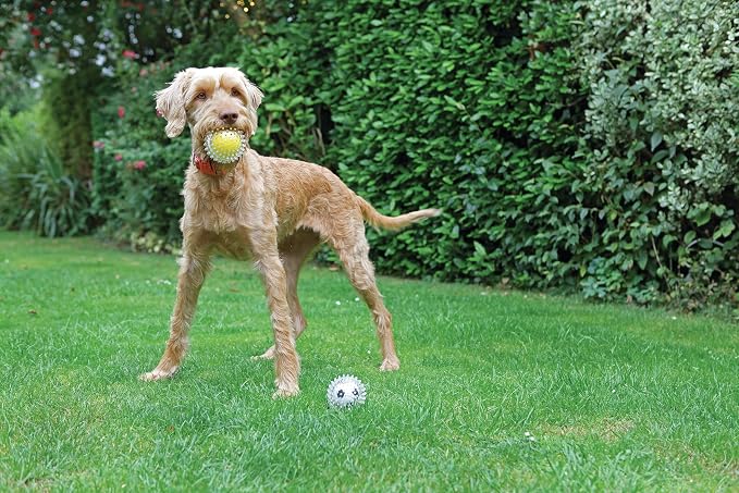 Jolly Doggy Catch & Play Football Dog Toy