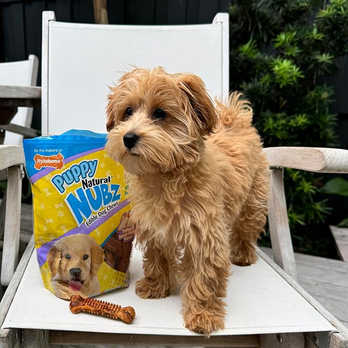 Nylabone Nubz Natural Dog Chew Treats for Puppies, Long Lasting Dog Chew Bones Made in USA, Puppy Training Treats, Turkey & Sweet Potato Flavor, for Small Dogs Up to 25 lbs. (8 Count)