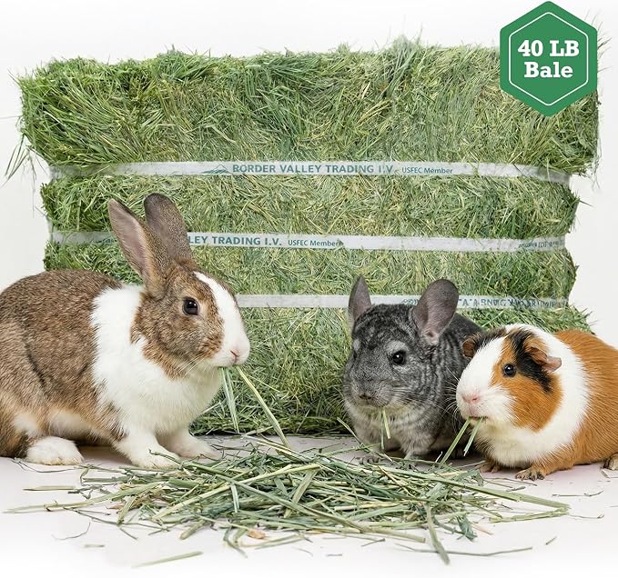 Border Valley Timothy Hay Bale in Bag, 40 lb - High Fiber Grass Hay for Rabbits, Guinea Pigs, Chinchillas, Tortoises, Horses and Livestock - Classic Coarse Grass Hay, Farm-to-Home Freshness