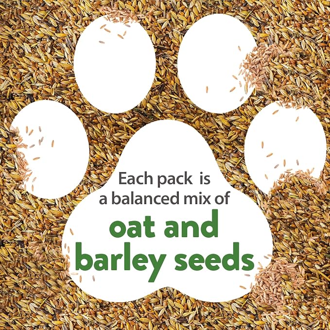 HOME GROWN White Sage Seeds 646 & English Lavender 1,500 & 1 Pound Cat Grass Seeds for Cat & Kittens