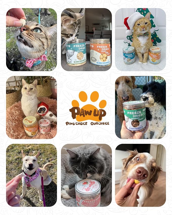 PAWUP Freeze Dried Quail Egg Yolk Pet Treats, Freeze Dried Minnows Dogs Treats 100% Raw Single-Ingredient Healthy Training Rewards & Meal Toppers