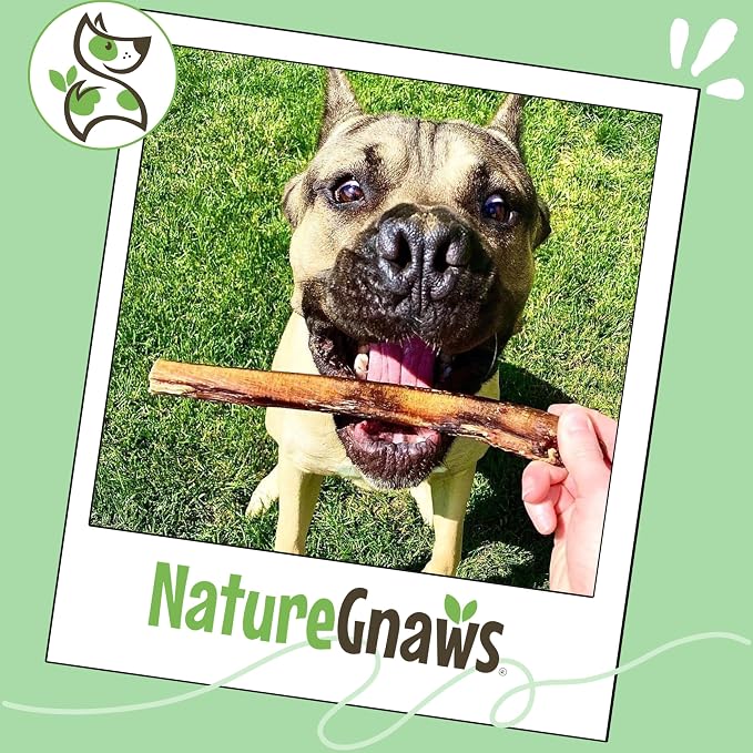 Nature Gnaws Large Bully Sticks for Dogs 5-6" (10 Count) - Thick Long Lasting for Aggressive Chewers and Large Dogs - Natural Beef Dog Chew Bones