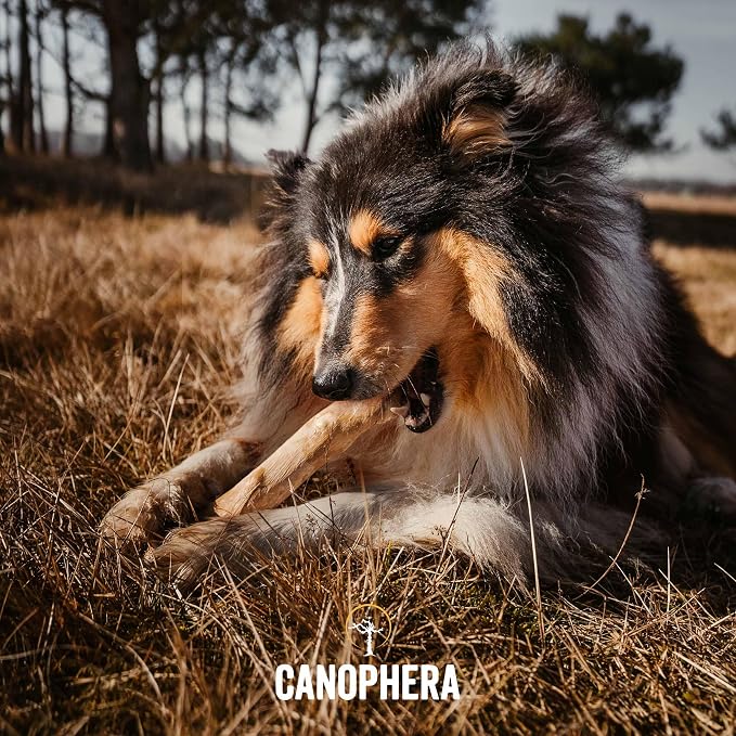 Canophera Xtra Small Dog Chew Sticks - 2 Pack of Coffee Tree Wood Chews for Healthy Teeth and Gums - All Dog Breeds